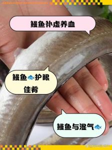 河鳗和江鳗哪个更贵_江鳗贵过河鳗，各有特色，怎么选？
