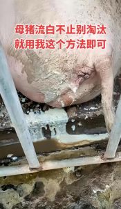 猪鲜血放盐水不凝固怎么解决_猪血凝固失败原因及解决方法