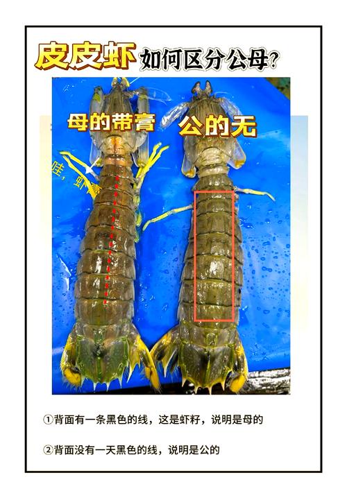 皮皮虾就是螳螂虾吗_不同种类的美味海鲜