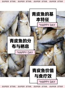 青皮楞是什么鱼_东海小鱼的生态角色