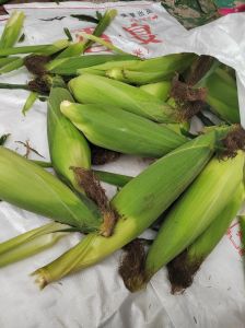 生玉米熟玉米那个容易保存_熟冻玉米营养好，方便解冻吃；糯玉米生冻硬，甜玉米宜熟冻