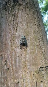 蠦蛄的学名叫什么_东北稀有淡水蠦蛄，像龙虾珍贵罕见