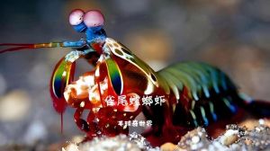 螳螂虾会把自己手弹坏吗_螳螂虾攻击力强，能粉碎硬壳和玻璃