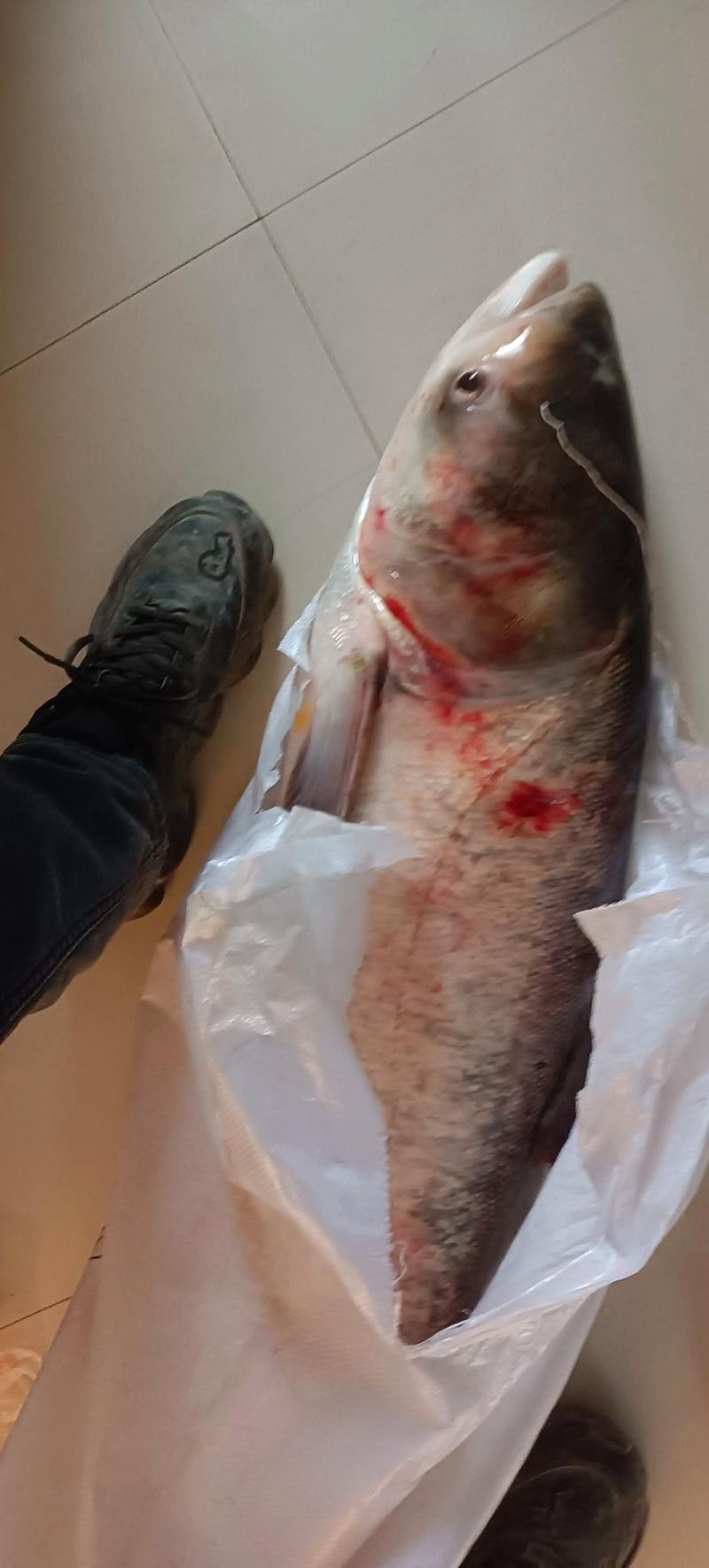 大头鱼又叫什么鱼_营养价值高,养殖遇挑战,科学家助改良 大头鱼又叫什么鱼_营养价值高,养殖遇挑战,科学家助改良