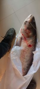 大头鱼又叫什么鱼_营养价值高，养殖遇挑战，科学家助改良