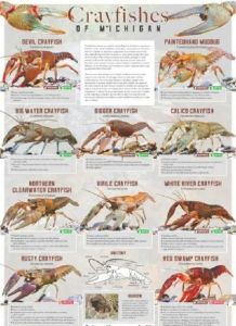 龙虾为什么叫龙虾_古时珍品今天价，野生资源需保护