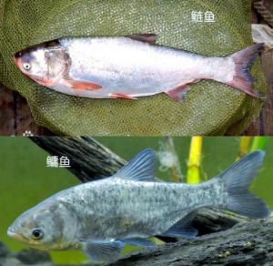 胖头鱼与花鲢的区别_大头鱼与白鲢怎么选？区分技巧与做法