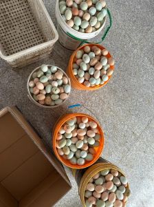 粉壳蛋和绿壳蛋哪个好_蛋壳颜色营养不同，绿壳锌硒高，粉壳维A高，按需选