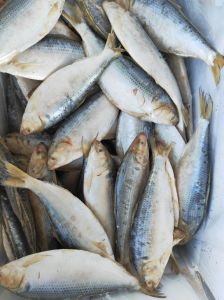 有海鲫鱼吗_近海美味，清蒸佳肴