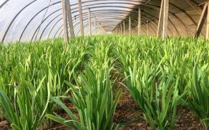 韭菜零下3度会冻吗_修剪叶鞘防冻害