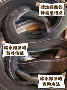 鳗鱼是深海鱼吗_鳗鱼洄游产卵后死亡，富含蛋白质，是美食，注意新鲜选购
