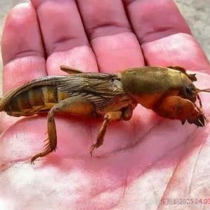 蝼蛄粤语怎么读_害虫变美味，老广智慧传承！