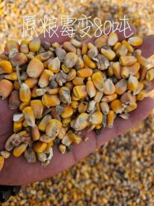 生玉米和熟玉米隔夜哪个坏得更快_冷冻玉米怎么保存？生熟做法与技巧