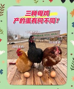 蛋鸡和豆鸡区别_散养鸡贵过白条鸡？选鸡有讲究！