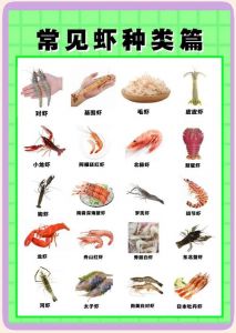 虾种类大全及做法_基围虾黑虎虾青虾特点与烹饪方法