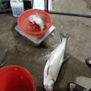 白鲢鱼是什么鱼_常见淡水鱼，肉质细嫩，营养丰富