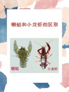 蝲蛄与小龙虾的区别_外貌口味大不同