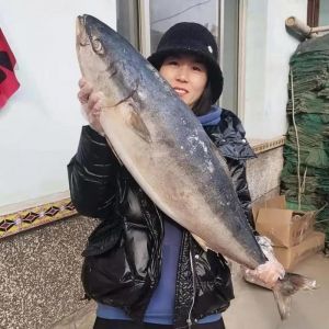 黄金鲅鱼刺多吗_黄金鲅鱼少刺多汁，巧去刺尝鲜