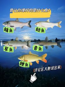 青鱼能和鲫鱼混养吗_青鱼鲫鱼混养技术要点