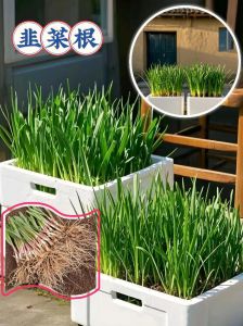 栽韭菜根种植方法图解_在家种韭菜，简单易活，吃不完的新鲜韭菜！