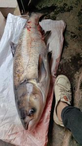 大头鱼和鲢鱼的区别