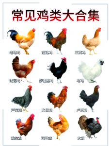 笨鸡和老母鸡有啥区别_散养肉质紧，圈养易炖煮