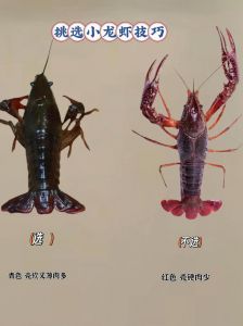 蝲蛄虾和小龙虾啥区别_外形口感大不同！