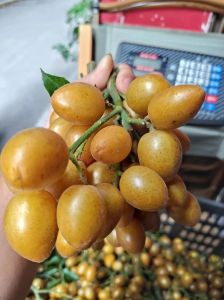 广东腌咸黄皮的做法_黄皮腌制去核晒干，咸香回甘好滋味！