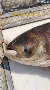 大头鱼也叫雄鱼吗_大头鱼（鳙鱼）介绍