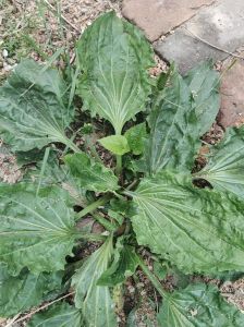 猪耳朵俗称是叫什么_扬州顺风猪耳朵，脆弹鲜美下酒佳肴！