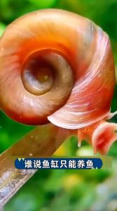 海螺怎么清洗最干净_清洗海螺内外方法全解