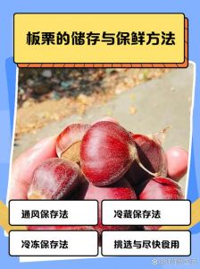 熟板栗仁怎么保存_干透冷藏冷冻，口感甜香持久