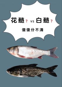 鲢鱼是淡水鱼吗_淡水鱼，滤食净化，养殖重要，需加保护