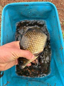 黄金鲫会繁殖吗_三倍体观赏鱼，生长快抗逆性强，外形金鳞闪耀