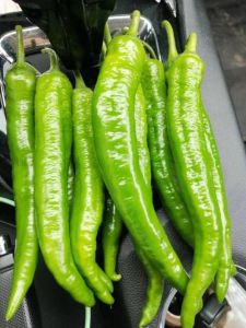 青杭椒和螺丝椒哪个辣_辣度口感大不同