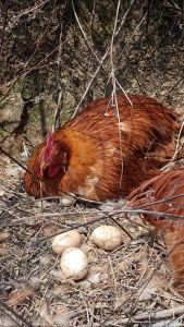 鸡下小蛋是怎么回事_小母鸡产小蛋原因及解决方法