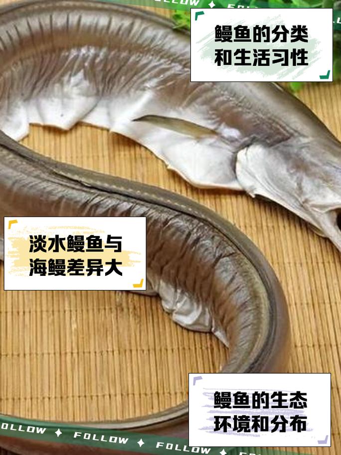 河鳗与江鳗吃哪个更好_河鳗江鳗怎么分?大小颜色生活环境不同 河鳗与江鳗吃哪个更好_河鳗江鳗怎么分?大小颜色生活环境不同