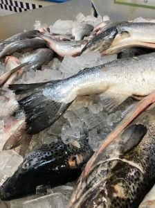 包头鱼就是花鲢吗_花鲢胖头鱼，水中清道夫