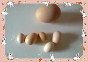 鸡下小蛋是什么征兆_鸡下小蛋怎么办？