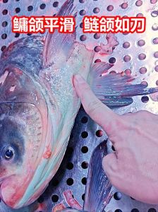 鲢鳙跟大头鱼的区别_白鲢与花鲢的区别及价值