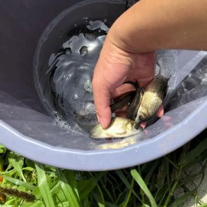 鲫鱼吃草鱼的粪便吗_鲫鱼鲢鳙吃草鱼粪，促进生长需发酵