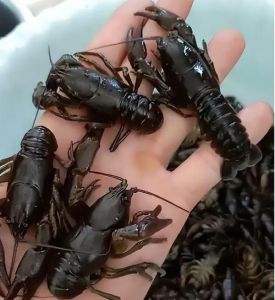 蝲蛄是小龙虾吗_东北珍品VS大众美食