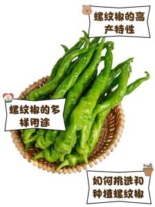 螺丝椒又叫什么椒_螺丝椒和龙椒特点区别