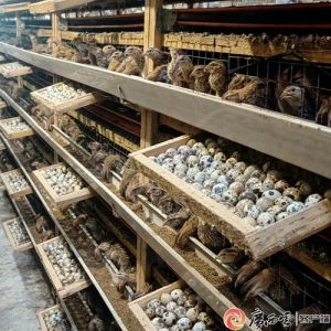 小鹌鹑和小野鸡怎么分别_鹌鹑野鸡怎么分？