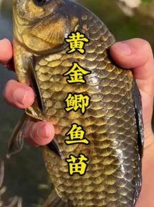 金鲫鱼吃小叶九冠吗_喂食管理及水草养护