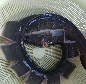 河鳗和长江鳗的区别_江鳗河鳗肉质口感大不同