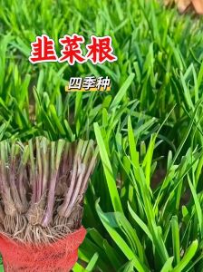 韭菜根种植方法图解_韭菜根移栽技巧，快速种韭菜