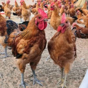 麻鸡和笨鸡有什么区别_自然美味，肉质紧实嫩滑