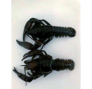 蝲蛄是什么小龙虾吗_蝲蛄和东北小龙虾，虽像却不同