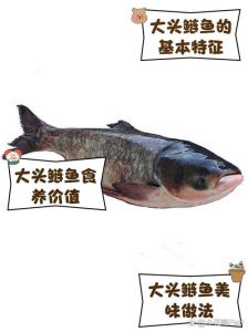 大头鱼与鲢鱼区别图片_大头鱼与白鲢鱼怎么区分？